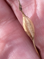 Eriochilus cucullatus