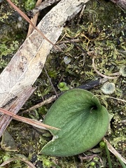 Eriochilus cucullatus