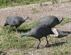 Numida meleagris reichenowi