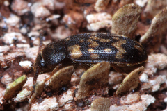 Mycetophagus atomarius