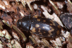 Mycetophagus atomarius