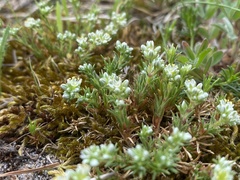 Scleranthus perennis