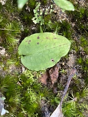 Eriochilus cucullatus