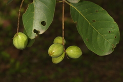 Terminalia bellirica