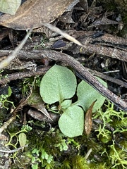 Pterostylis parviflora