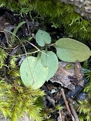 Pterostylis parviflora