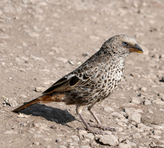 Rufous-Tailed Weaver photo 2