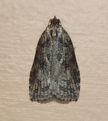Cryptoptila australana