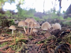 Mycena abramsii