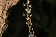 Diplocentrum congestum