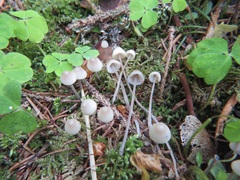 Mycena metata