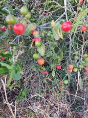 Mystroxylon aethiopicum schlechteri