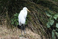 Ardea alba