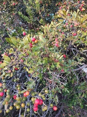 Mystroxylon aethiopicum schlechteri