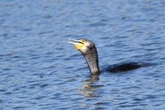 Phalacrocorax carbo