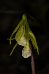 Nervilia concolor