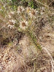 Berkheya densifolia