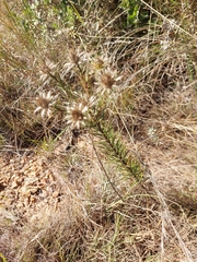 Berkheya densifolia