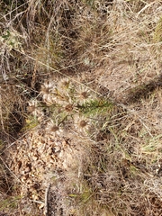 Berkheya densifolia
