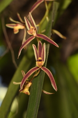 Cymbidium bicolor