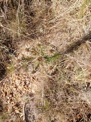 Berkheya densifolia