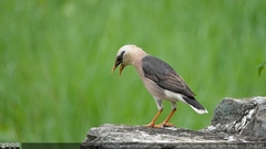 Acridotheres leucocephalus