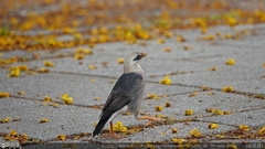 Acridotheres leucocephalus