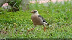 Acridotheres leucocephalus