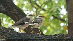 Acridotheres leucocephalus