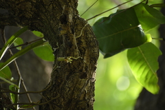 Smithsonia viridiflora