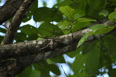 Diplocentrum congestum