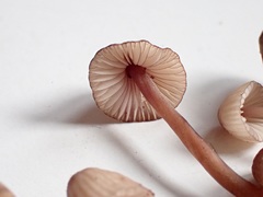 Mycena rubromarginata