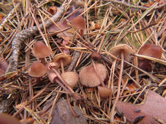 Mycena rubromarginata
