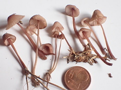 Mycena rubromarginata