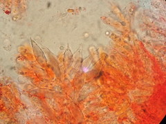 Mycena rubromarginata