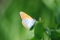 Lycaena dispar