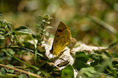 Lycaena salustius