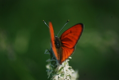Lycaena dispar