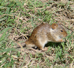 Arvicanthis niloticus