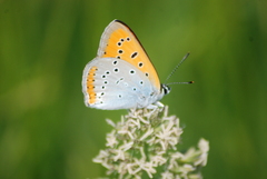 Lycaena dispar