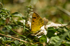 Lycaena salustius