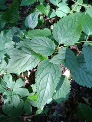 Lamium galeobdolon montanum