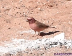 Carpodacus synoicus