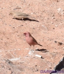 Carpodacus synoicus