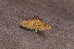 Prenesta scyllalis