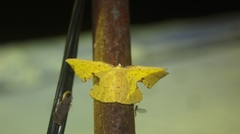 Corymica spatiosa