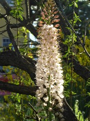 Eremurus robustus