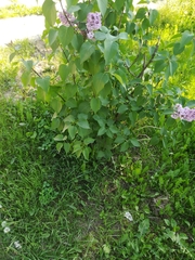Syringa vulgaris