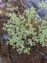 Scleranthus perennis