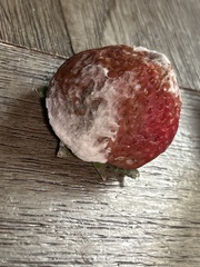 Botrytis